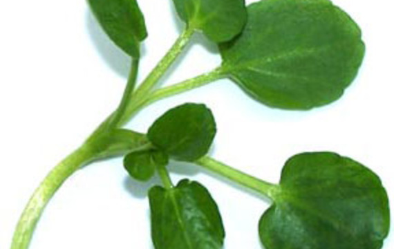 Watercress