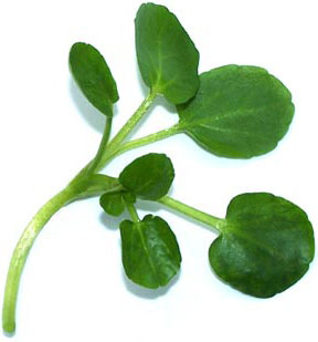 Watercress - picture no. 1