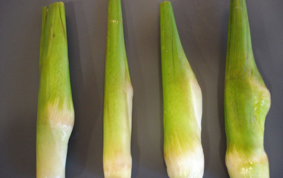 Bamboo shoots