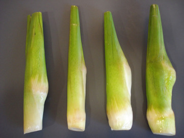 Bamboo shoots - picture no. 1
