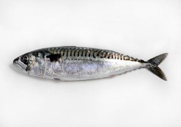 Mackerel - picture no. 1