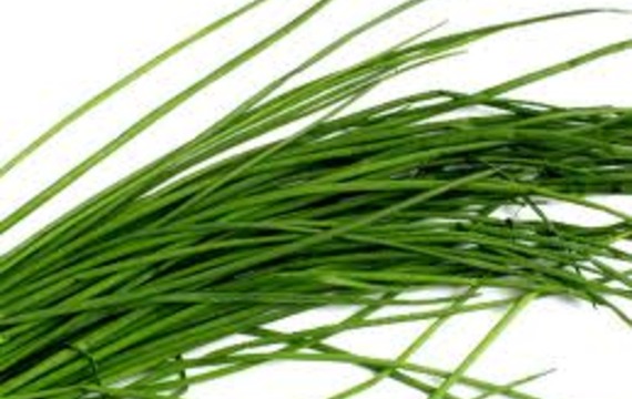 Chive