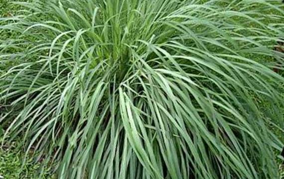 Lemongrass