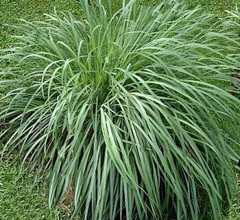 Lemongrass - picture no. 1