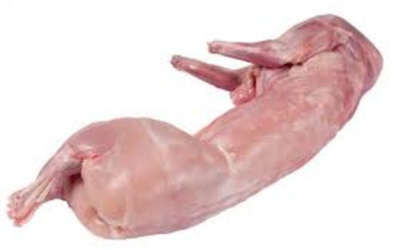 Wild rabbit