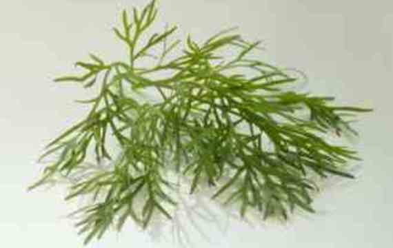 Dill