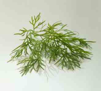 Dill - picture no. 1