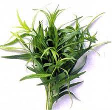 Tarragon - picture no. 1