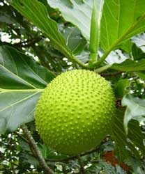 Breadfruit - picture no. 1