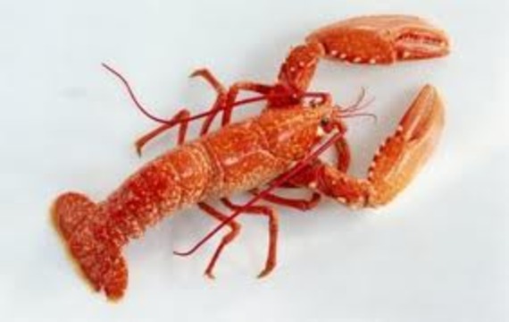 Lobster