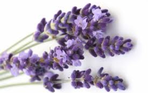 Lavender