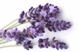 Lavender - picture no. 1