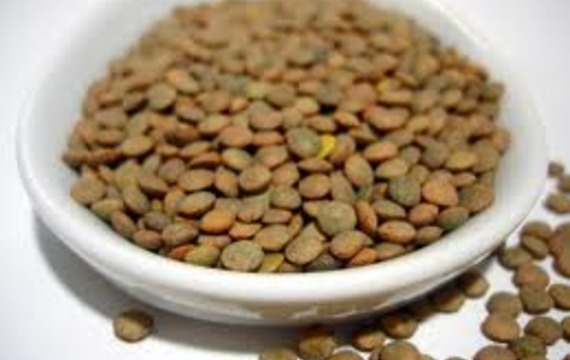 Lentil