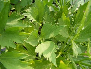 Lovage - picture no. 1