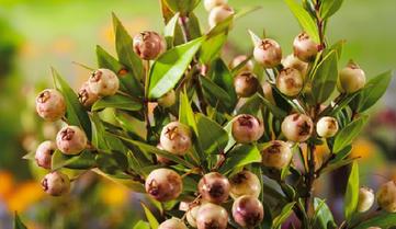 Myrtle - picture no. 1