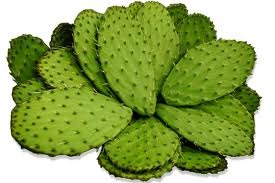 Prickly pear cactus - picture no. 1
