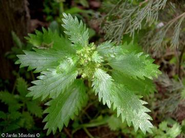 Nettle - picture no. 1