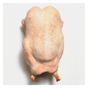 Duck - picture no. 1