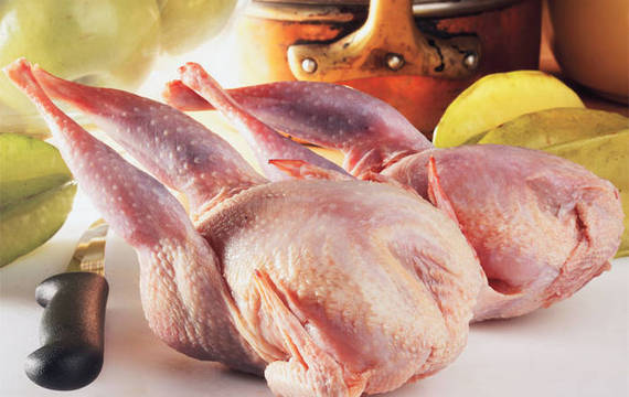 Partridge