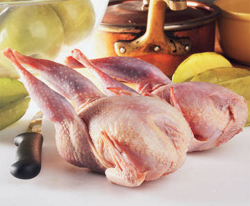 Partridge - picture no. 1