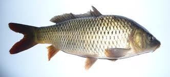 Carp - picture no. 1