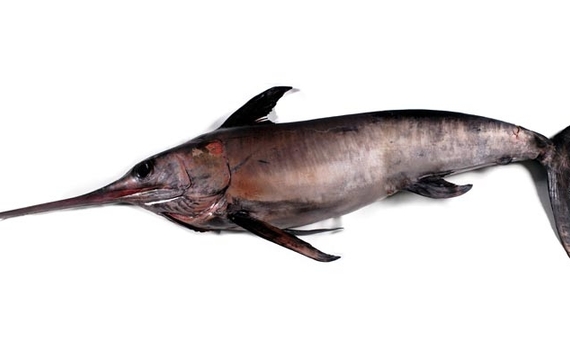 Swordfish