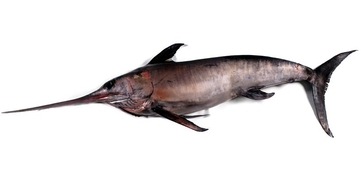 Swordfish - picture no. 1