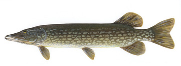 Pike - picture no. 1