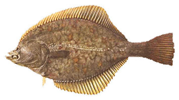 Plaice - picture no. 1