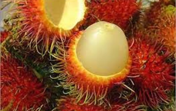 Rambutan