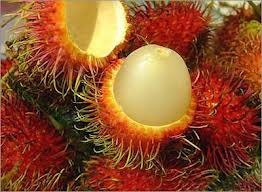 Rambutan - picture no. 1