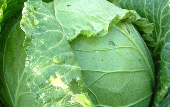 Cabbage