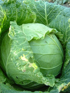 Cabbage - picture no. 1
