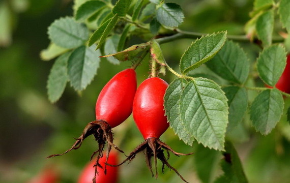 Eglantine