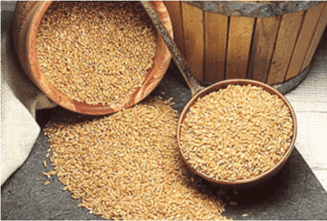 Buckwheat - picture no. 1