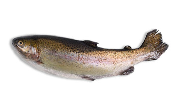 Trout - picture no. 1