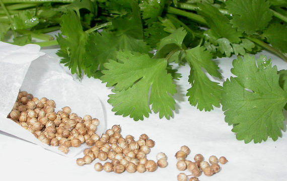 Coriander