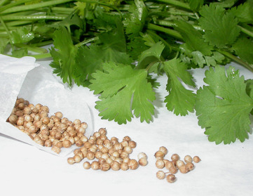 Coriander - picture no. 1