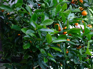 Mandarin - picture no. 1