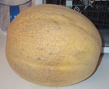 Yellow melon - picture no. 2