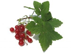 Currant - picture no. 1