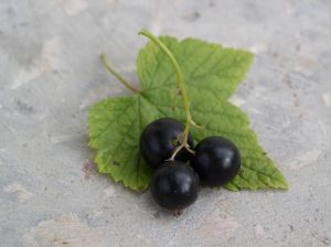 Currant - picture no. 2