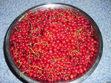 Currant - picture no. 3