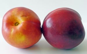Nectarine - picture no. 1