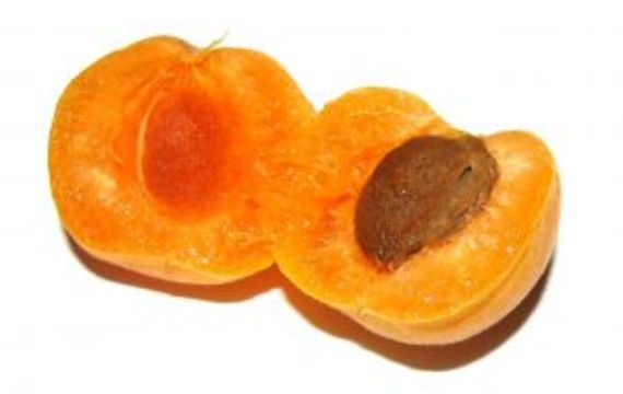 Apricot