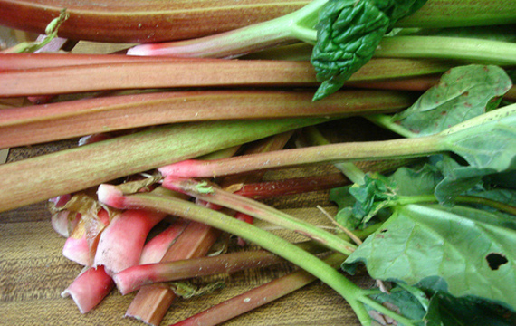 Rhubarb