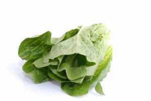 Romaine lettuce - picture no. 1