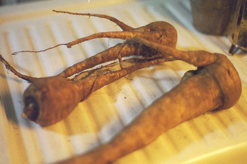 Parsnip - picture no. 1