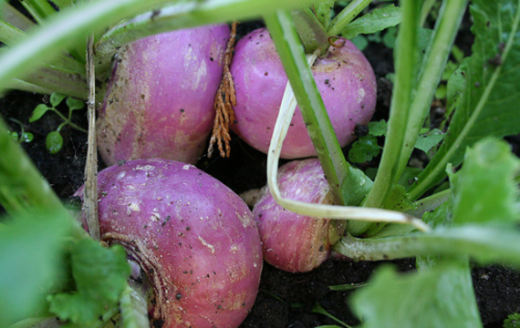 Turnip