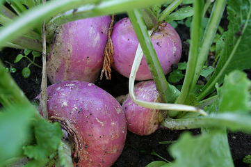 Turnip - picture no. 1